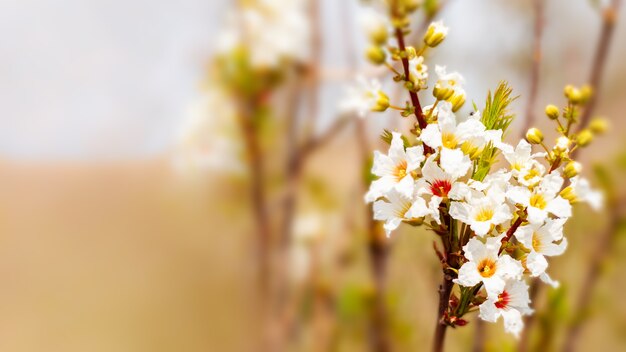 Abstrakte Blumengrenze der grünen Blätter und der Blumen