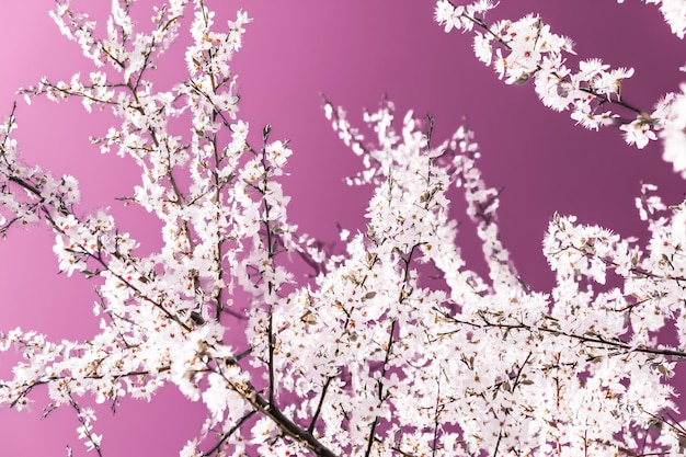 Abstrakte Blumenkunst auf rosa Hintergrund Vintage Kirschblüten in voller Blüte als Naturkulisse für luxuriöses Urlaubsdesign