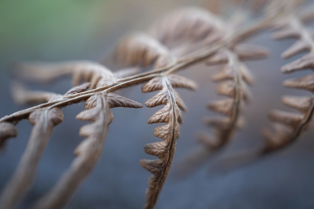 Abstrakte braune Farnbetriebsblätter in der Natur