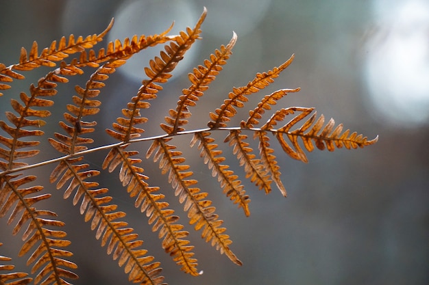 Abstrakte braune Farnbetriebsblätter in der Natur