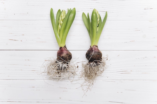 Abstrakte Fotohyazinthen und ihre Zwiebeln mit einem Ei-Osterhasen