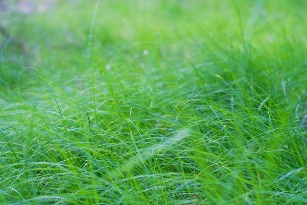 Abstrakte grüne Gras backgroundSummer Natur