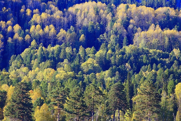 abstrakte Hintergrundtextur des Herbstwaldes, gelbe Bäume Musterlandschaftsansicht