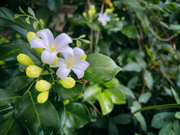 Abstrakte Kunst des Blumenhintergrundes. Oranger Jasmin. Murraya Paniculata, Chalcas Paniculata.