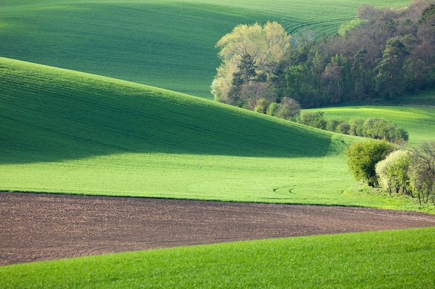 Abstrakte Landschaft sonniger Hügel mit grünen Feldern und Blüten