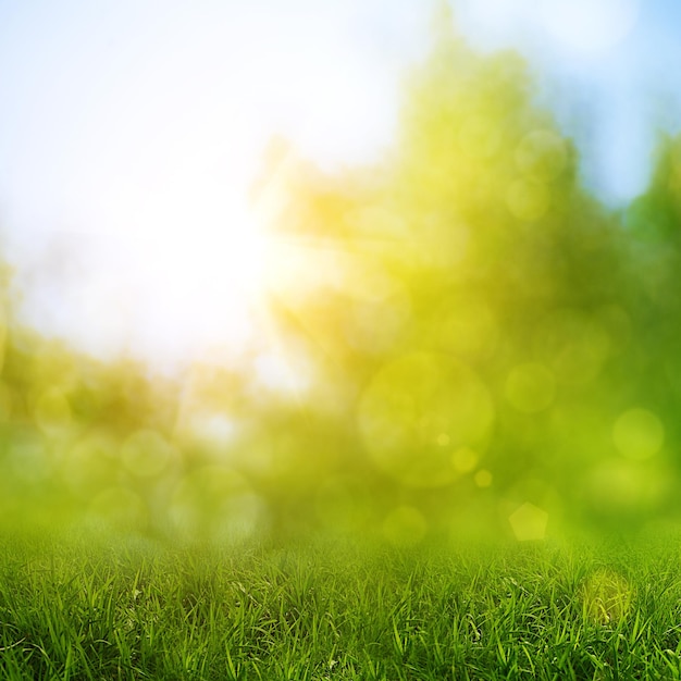 Abstrakte natürliche Hintergründe mit Schönheitsbokeh