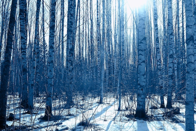 abstrakte saisonale Landschaft im Frühjahr im Wald, Sonnenstrahlen und Blendung der Natur