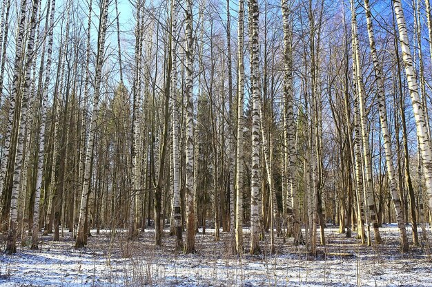 abstrakte saisonale Landschaft im Frühjahr im Wald, Sonnenstrahlen und Blendung der Natur