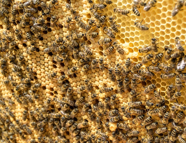 Abstrakte sechseckige Struktur ist Honigstock aus dem Bienenstock gefüllt mit goldenem Honig Honigstock Sommer Zusammensetzung besteht aus klebrigem Honig aus Bienen Dorf Honig ländlich von Bienen Honigstock auf dem Land