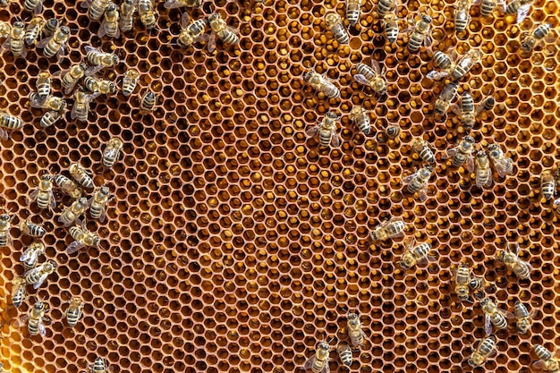 Abstrakte Sechseckstruktur ist Wabe aus Bienenstock gefüllt