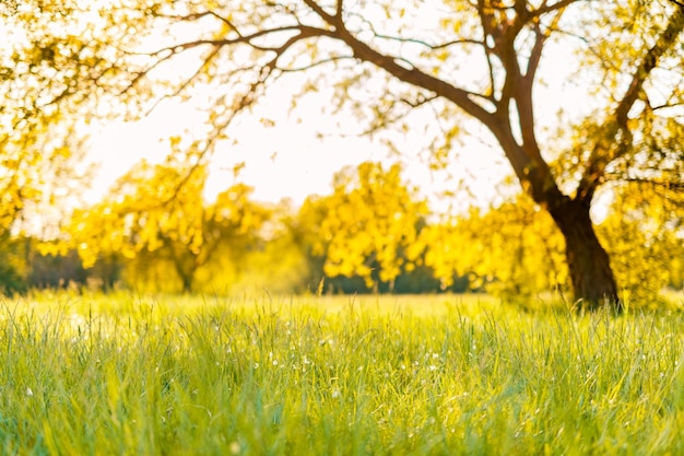 Abstrakte Soft-Fokus-Sonnenuntergang-Feldlandschaft. Schöne verschwommene Graswiese Baum warme goldene Stunde