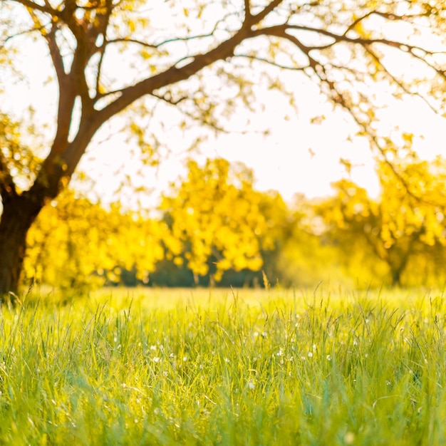 Abstrakte Soft-Fokus-Sonnenuntergang-Feldlandschaft. Schöne verschwommene Graswiese Baum warme goldene Stunde