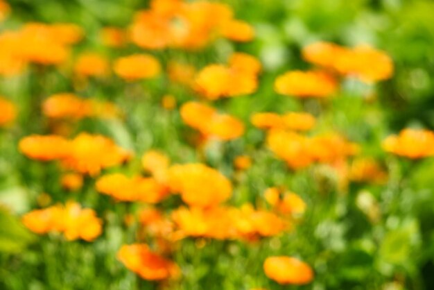 Abstrakte Sommerhintergrundbeschaffenheit von orange Blumen im Garten