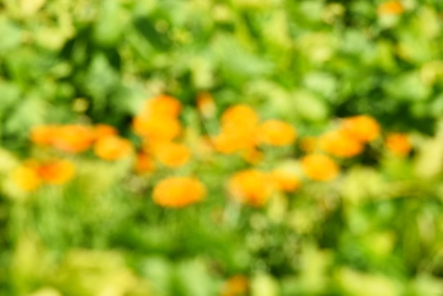 Abstrakte Sommerhintergrundbeschaffenheit von orange Blumen im Garten