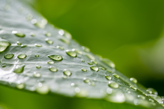 Abstrakte tropische Natur nach Regen. Schönes weiches Licht und pastellfarbene Blütenblätter verwischt grün