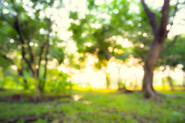Abstrakte Unschärfe Morgensonnenlicht Bokeh Hintergrund im Garten mit blühenden Bäumen Hintergrundfoto