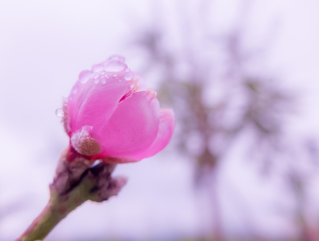 Foto abstrakte unschärfe von kleinen rosa blumen und unschärfehintergrund, süßer zustand