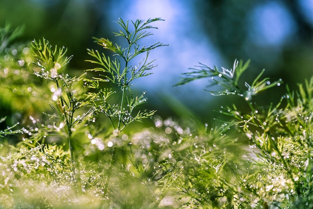 abstrakte (Unscharf gestellt, verschwommen) natürliche Blumen-Grünpflanzen mit schönen Bokeh, Tau auf Gras