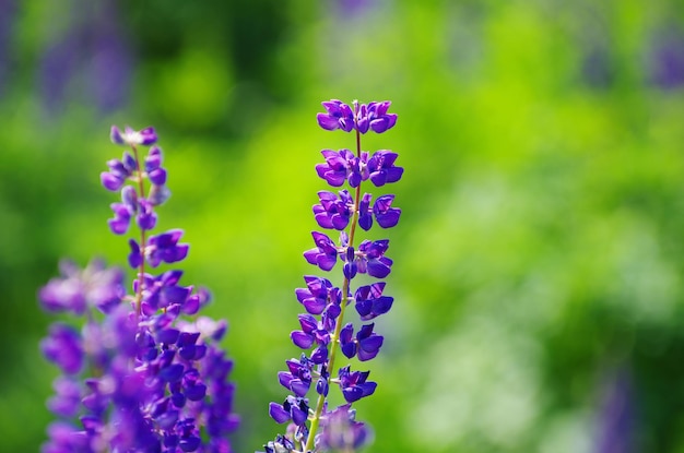 Abstrakte violette Blumen auf dem Feld