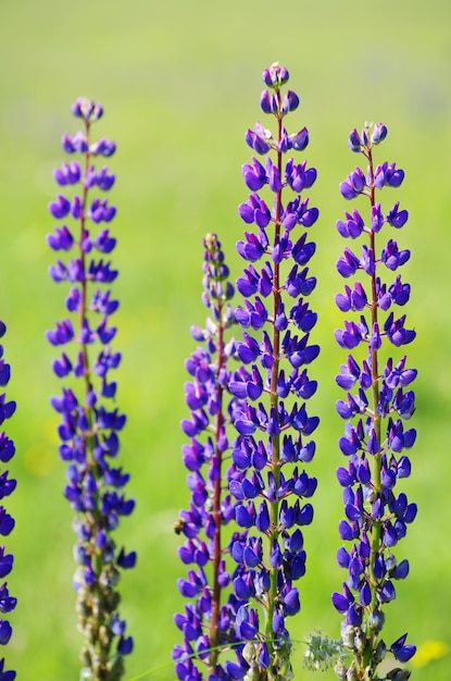 Abstrakte violette Blumen auf Feld