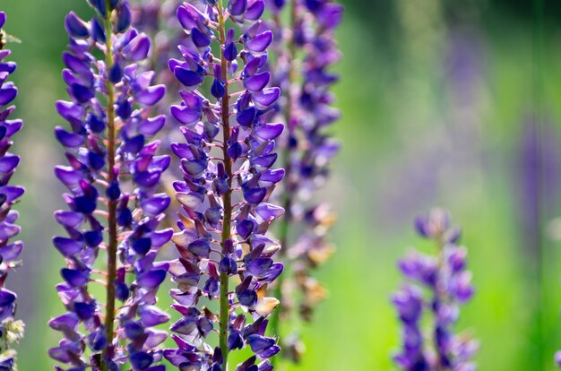 Abstrakte violette Blumen auf Feld