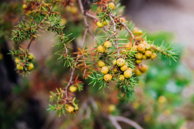 Abstrakte Wacholderzweige Die ursprüngliche Textur des natürlichen schuppigen WacholdersJuniperus communis Heilpflanze und immergrüner Baum