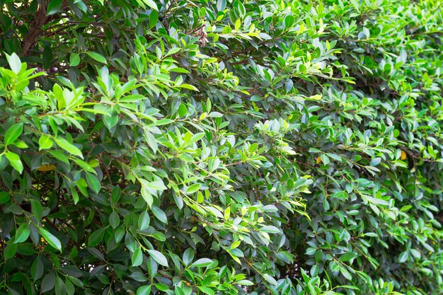 Foto abstrakte wand voller grüner ficus-hecke der vegetation in den tropen im flachen dof-kopienraum