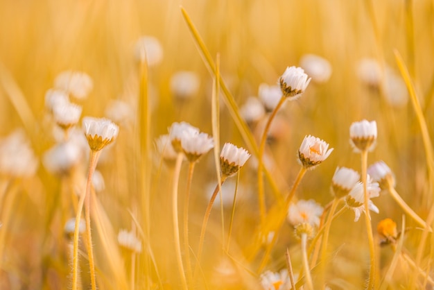 Abstrakte weiche Fokussonnenuntergangfeldlandschaft der weißen Blumen und der warmen goldenen Stunde des Sonnenuntergangs der Graswiese