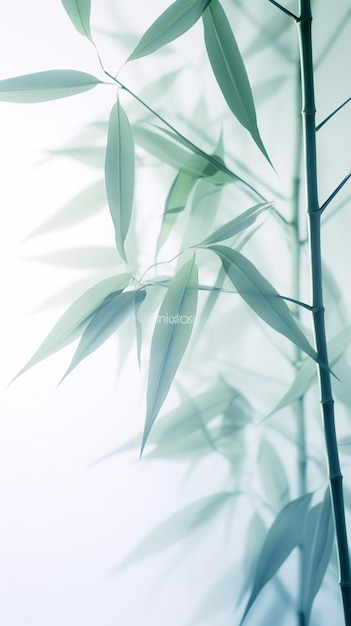 Abstrakte weiße grüne Bambusblätter auf weichem Hintergrund