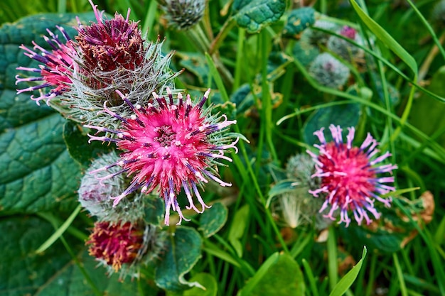 Abstrakte wilde rote Blumen mit Nahaufnahmedornen