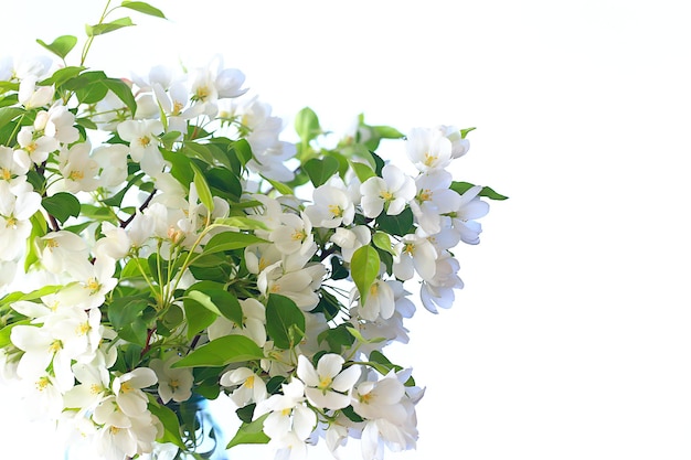 abstrakter Apfelbaum blüht Hintergrund, Frühling unscharfer Hintergrund, Zweige mit Blüte