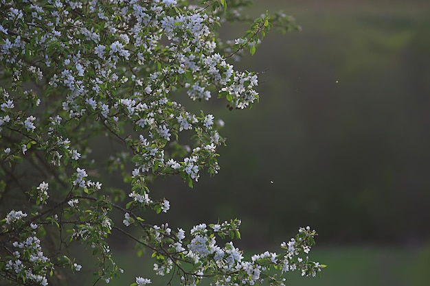 abstrakter Apfelbaum blüht Hintergrund, Frühling unscharfer Hintergrund, Zweige mit Blüte