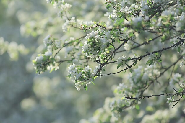 abstrakter Apfelbaum blüht Hintergrund, Frühling unscharfer Hintergrund, Zweige mit Blüte