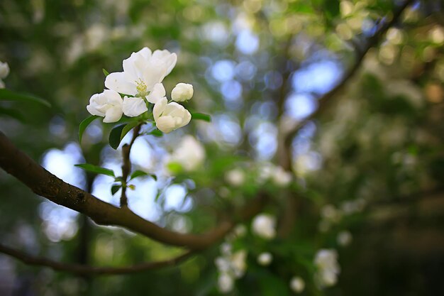 abstrakter Apfelbaum blüht Hintergrund, Frühling unscharfer Hintergrund, Zweige mit Blüte