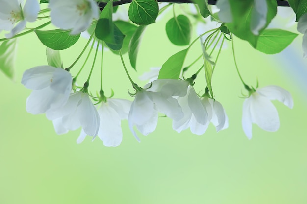 abstrakter apfelbaum blüht hintergrund, frühling verschwommener hintergrund, zweige mit blüte