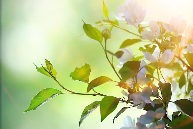 abstrakter apfelbaum blüht hintergrund, frühling verschwommener hintergrund, zweige mit blüte