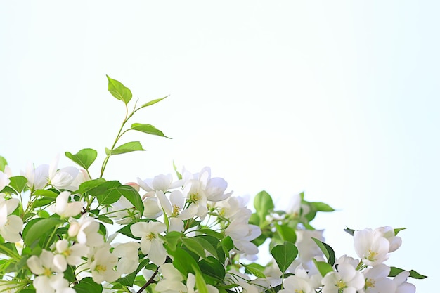 abstrakter apfelbaum blüht hintergrund, frühling verschwommener hintergrund, zweige mit blüte