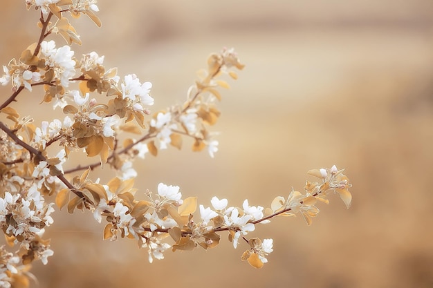 abstrakter apfelbaum blüht hintergrund, frühling verschwommener hintergrund, zweige mit blüte