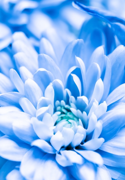 Abstrakter Blumenhintergrund blaue Chrysanthemeblumenmakroblumenhintergrund für Feiertagsmarkendesign