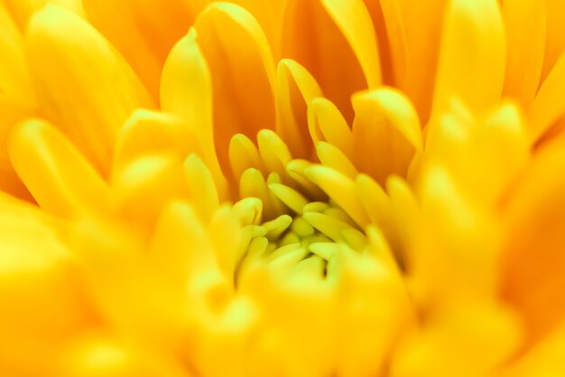 Abstrakter Blumenhintergrund gelbe Chrysanthemeblumenmakroblumenhintergrund für Feiertagsmarke