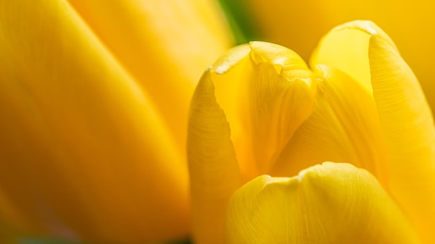Abstrakter Blumenhintergrund gelbe Tulpenblume Makroblumenkulisse für Feiertagsdesign