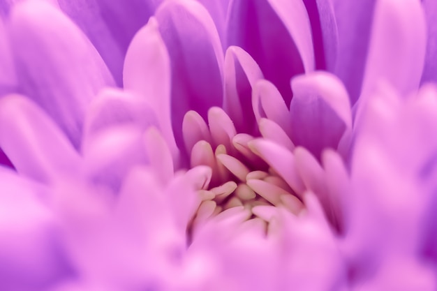 Abstrakter Blumenhintergrund lila Chrysantheme Blumenmakro blüht Hintergrund für Feiertagsmarke