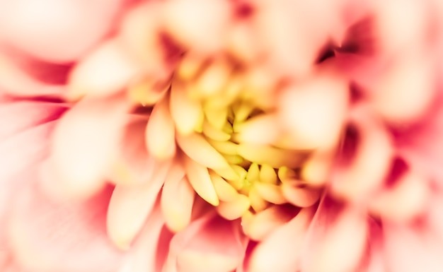 Abstrakter Blumenhintergrund rosa Chrysantheme Blumenmakro blüht Hintergrund für Feiertagsmarkendesign