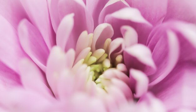 Abstrakter Blumenhintergrund rosa Chrysantheme Blumenmakro blüht Hintergrund für Feiertagsmarkendesign