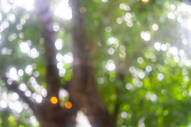 Abstrakter Bokeh-Baum Grüner Farbhintergrund im Sommer der Sonne