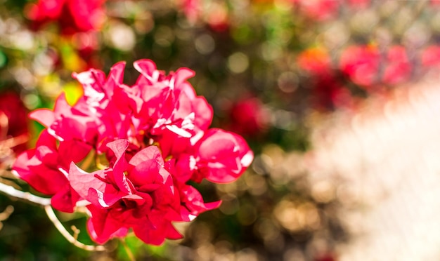 Abstrakter Frühlingshintergrund mit Bokeh-Effekten Nahaufnahme von roten Frühlingsblumen Unschärfe und abstrakter Hintergrund