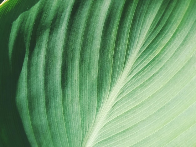 Abstrakter gestreifter grüner natürlicher Hintergrund Details von Bananenblatt oder Hosta Vintage-Ton mit weichem Fokus Pflanzenblatt in der Nähe