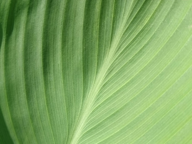 Abstrakter gestreifter grüner natürlicher Hintergrund Details von Bananenblatt oder Hosta Vintage-Ton mit weichem Fokus Pflanzenblatt in der Nähe