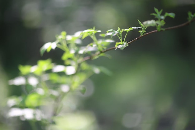 abstrakter grüner Sommer-Bokeh-Hintergrund, Gradientenansicht-Kunst-Textur-Glühen