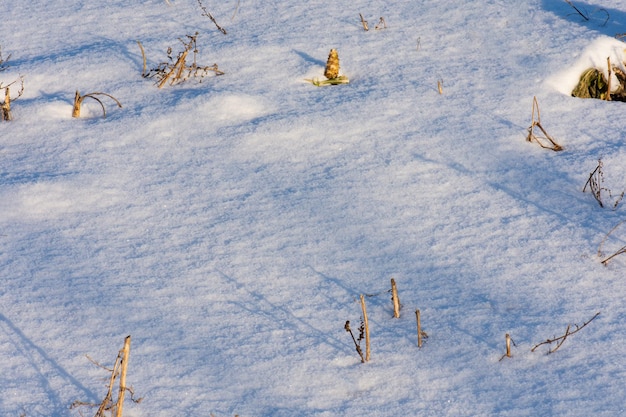 Abstrakter, heller, schneebedeckter Hintergrund mit Kopierbereich Garten mit mehrjährigen Blumen, die im Winter mit Schnee bedeckt sind